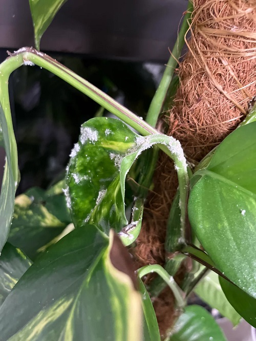 pothos pests