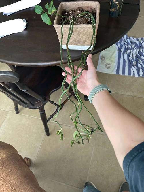 pothos vine no leaves