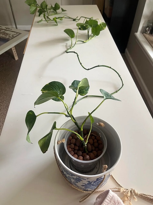 Why Your Pothos Grow Long Vines but No Leaves 2