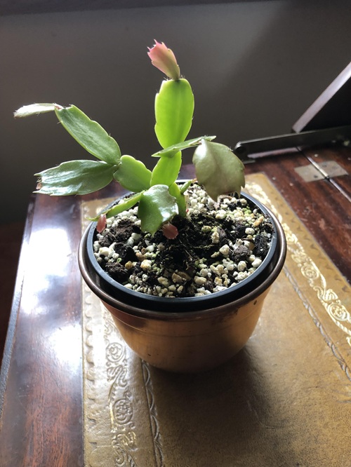A Slow-Release Fertilizer (Optional)
