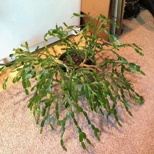 What to Add to Christmas Cactus Soil in Fall