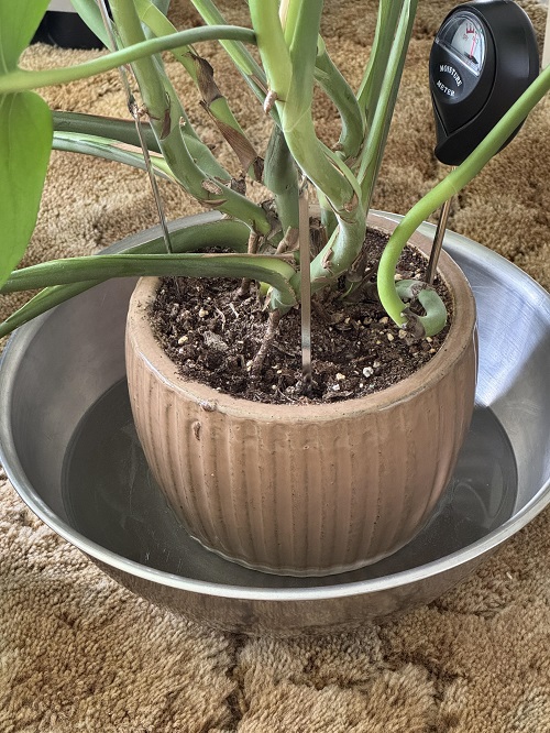 bottom watering for monstera