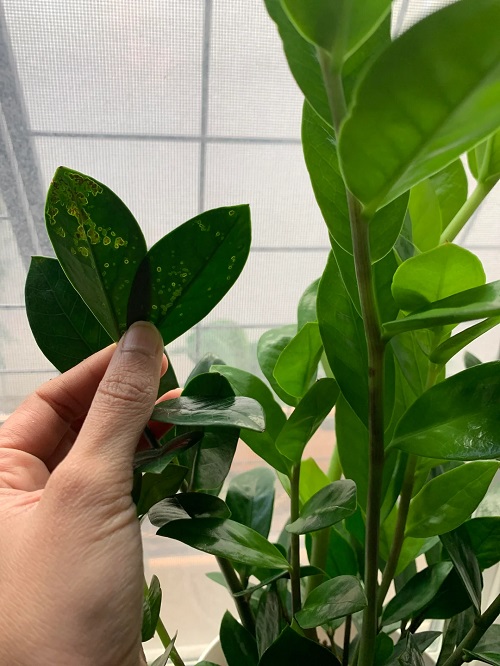 pestin zz plant
