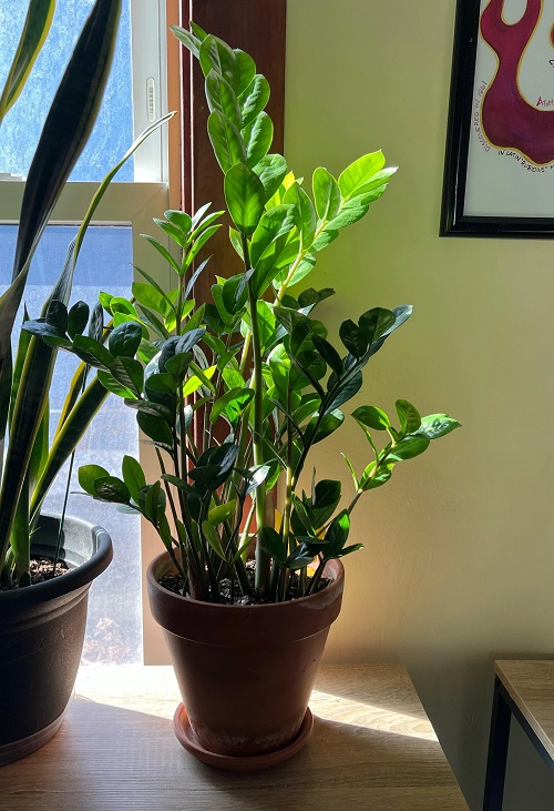 Provide Bright, Indirect Light