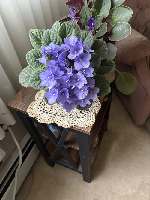 African Violet in home
