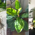 Mistakes that are Silently Slowing Philodendron Growth