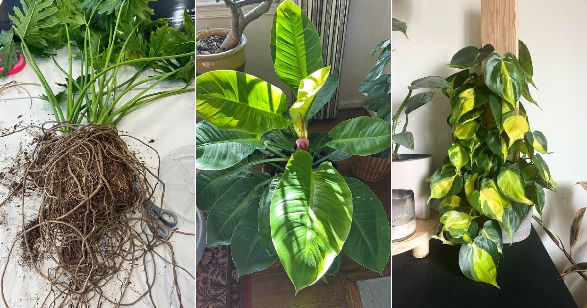 Mistakes that are Silently Slowing Philodendron Growth