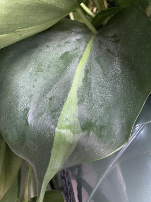 dust on Philodendron