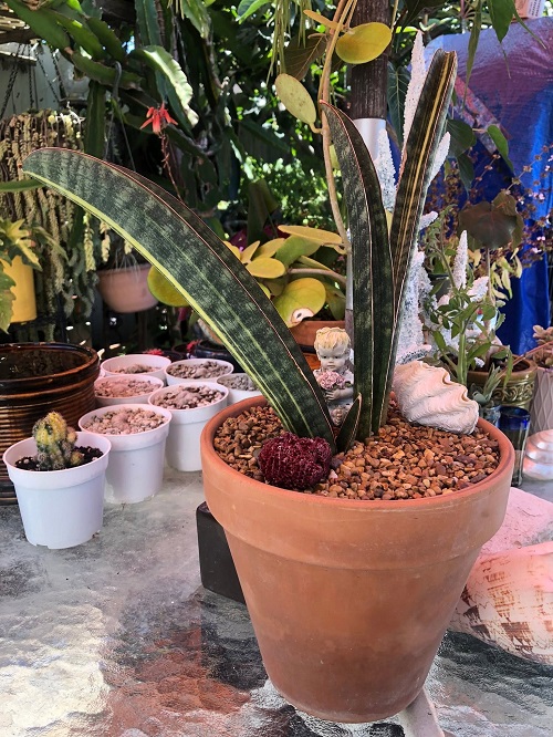 Baseball Bat Snake Plant