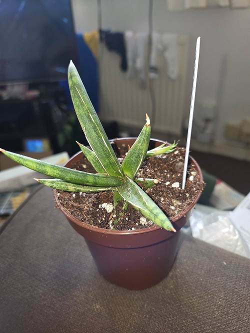 Dracaena ballyi