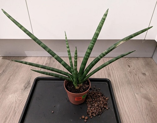 Dracaena suffruticosa