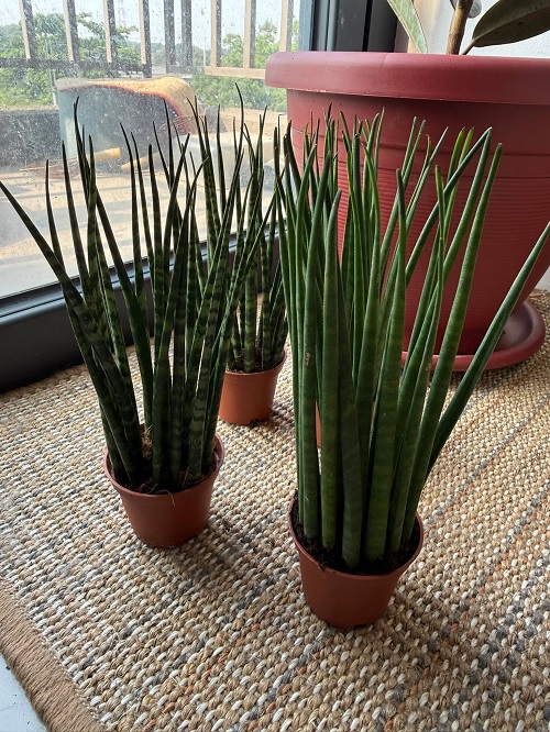 Sansevieria bacularis