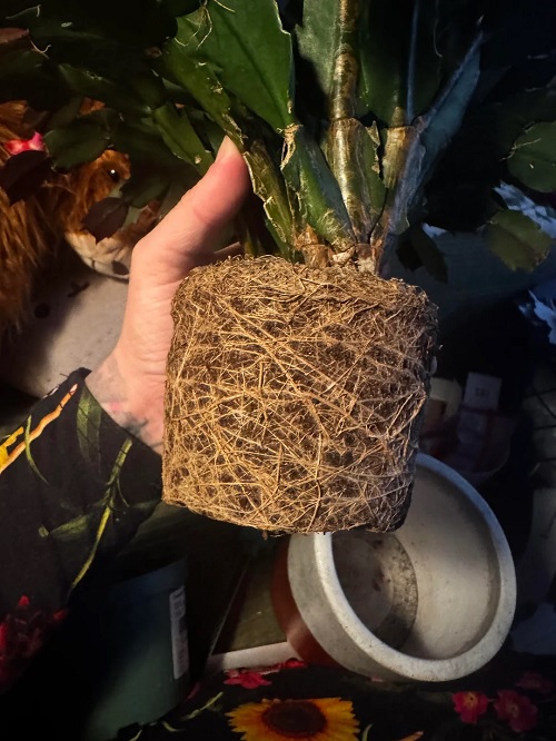 Christmas Cactus root bound