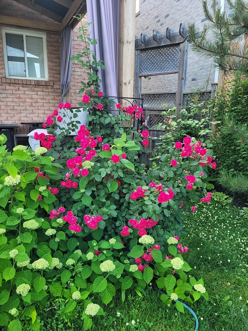 Keep Roses Blooming in July With These 5 Easy Care Tips