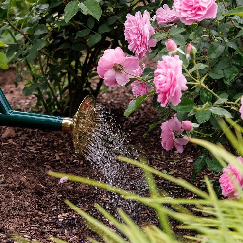 watering rose plant