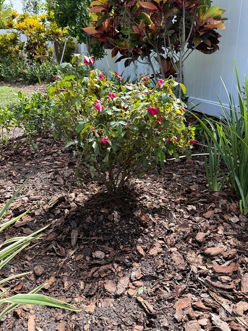 mulch around roses