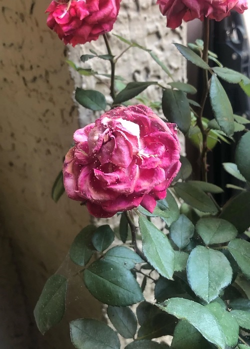 insects on rose