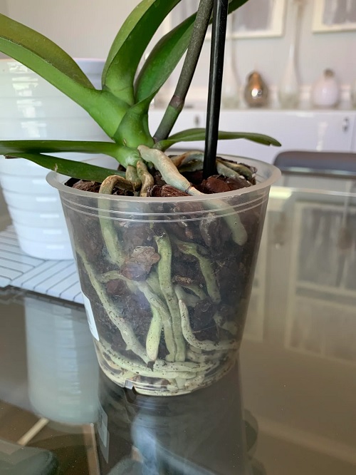 Phalaenopsis Orchid root bound