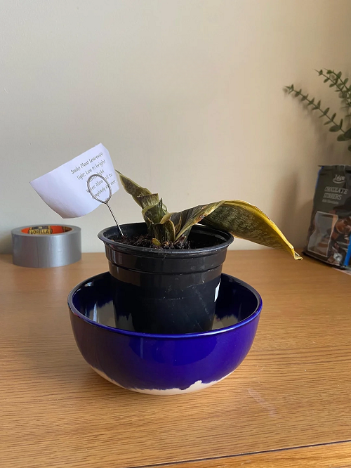 snake plant frozen