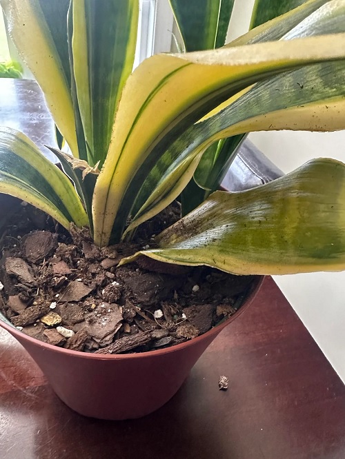 Snake plant care mistakes every beginner should avoid