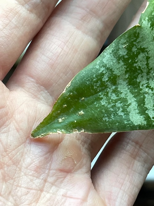 Snake plant care mistakes