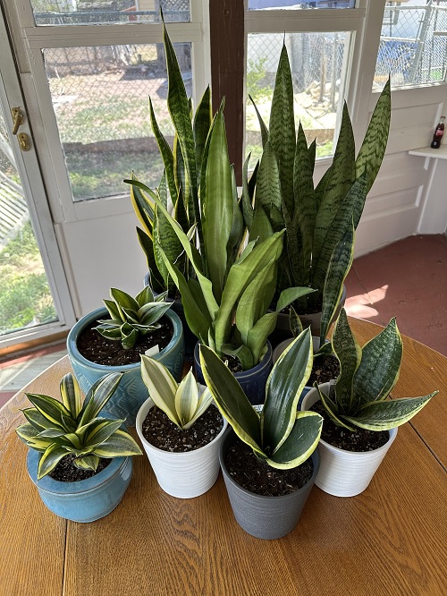 Snake plant care mistakes