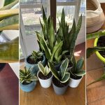 Snake plant care mistakes every beginner should avoid