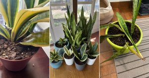 Snake plant care mistakes every beginner should avoid