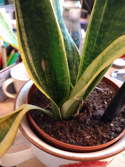 Using the Wrong Soil in snake plants