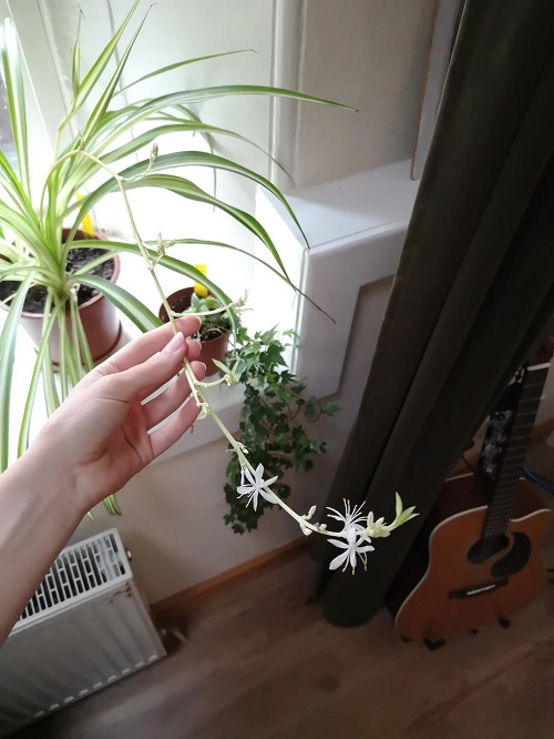 flowering spider plant