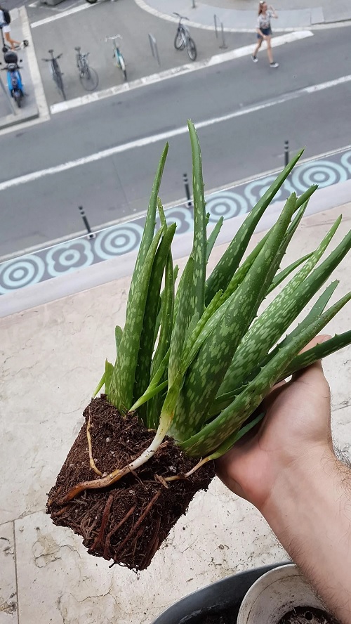 aloe vera root bound