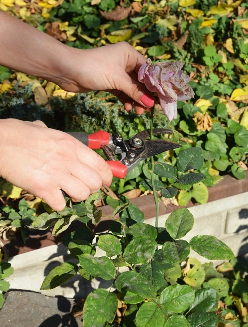 deadheading-roses