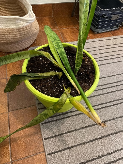 overwatering snake plant