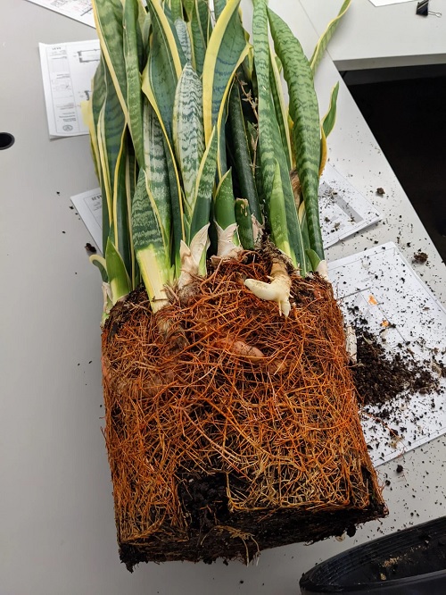 snakeplant root bound
