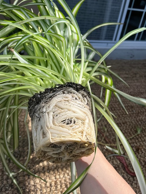 spider plant root bound