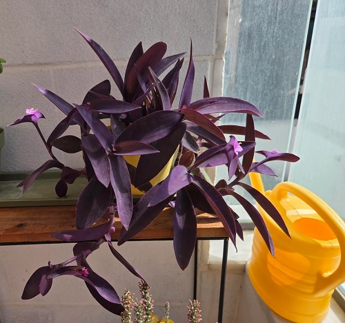 Purple Heart Plant watering