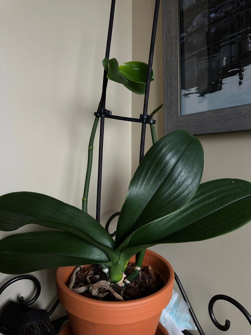 Orchid leaves