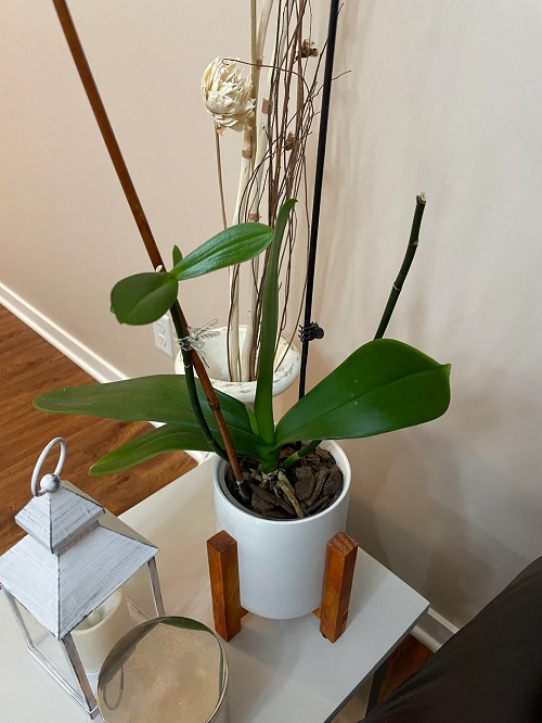Orchid no bloom