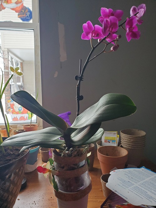 Orchid flowering