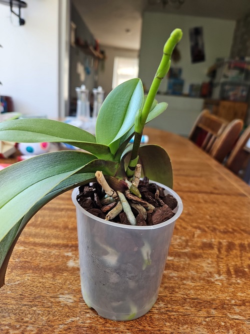 Orchid flower spike