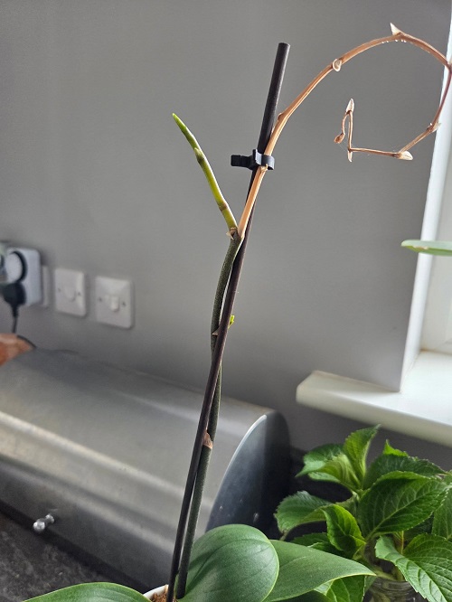 What To Do After Orchid Flowers Fall Off 2