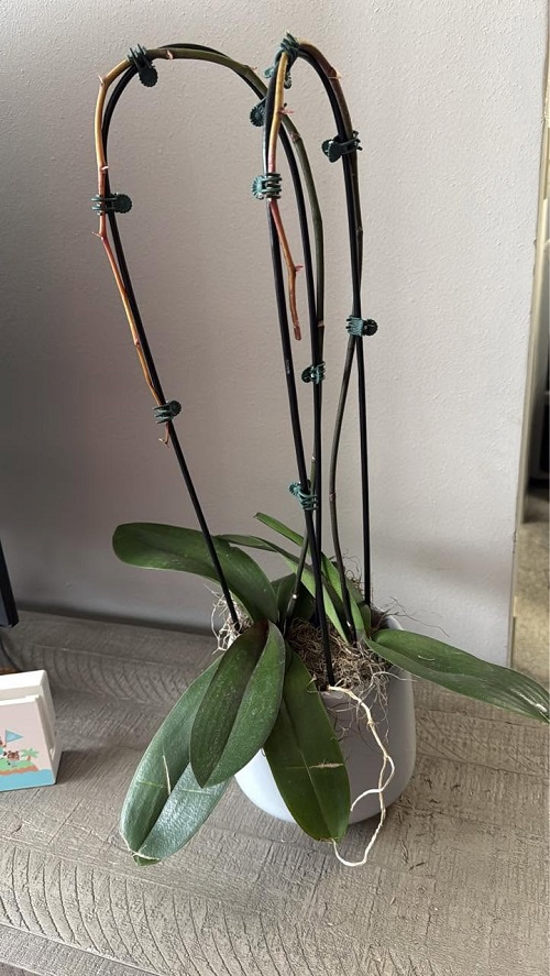 What To Do After Orchid Flowers Fall Off