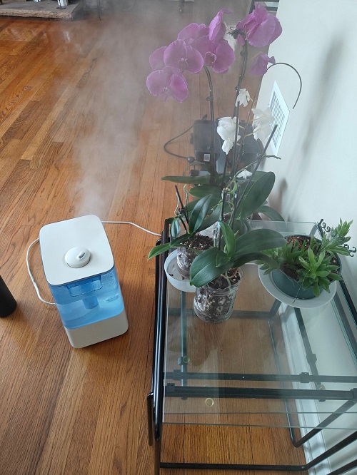 Orchid with humidfier