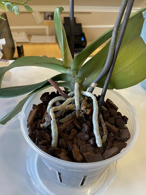 Orchid roots