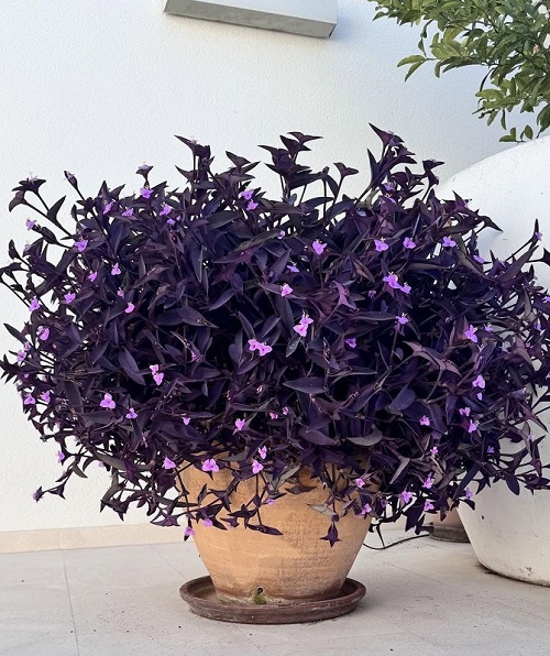 Best Ways to Promote Purple Color in Purple Heart Plant 1