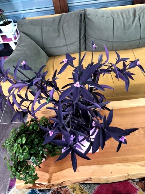 Purple Heart Plant bloom