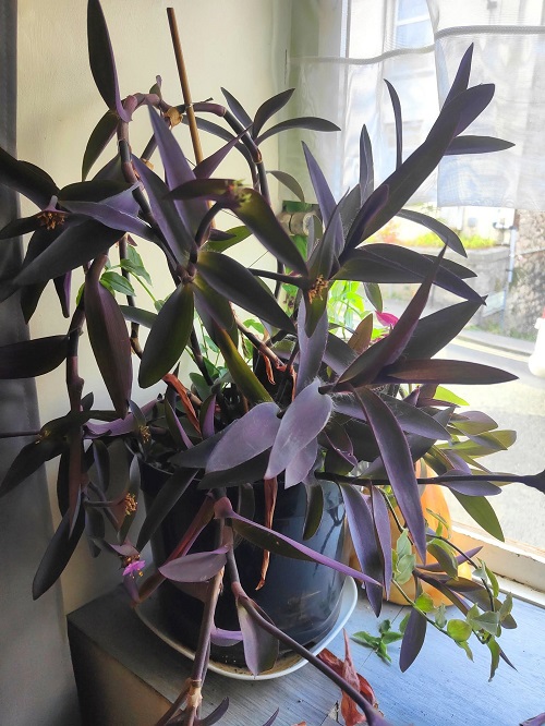 Best Ways to Promote Purple Color in Purple Heart Plant 2