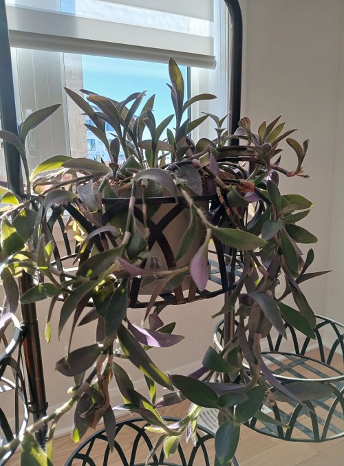 Purple Heart Plant indoor