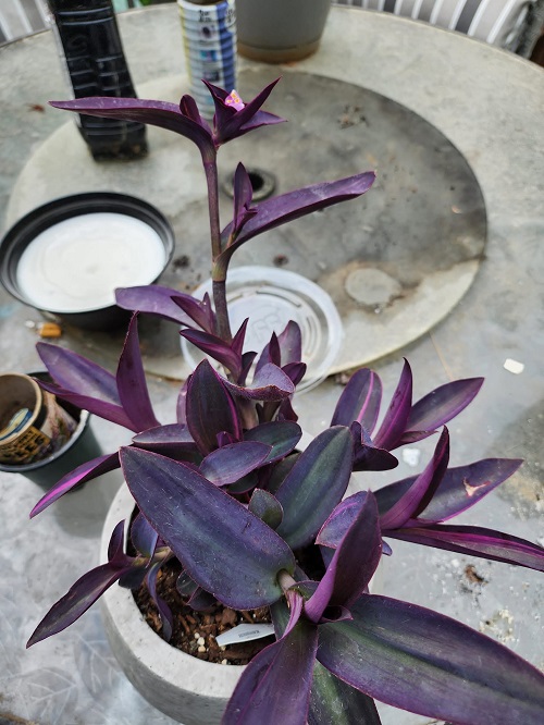 Purple Heart Plant color change
