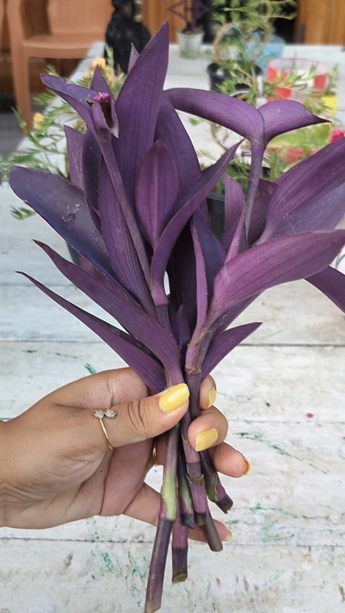 Purple Heart Plant cutting